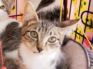 Gato raça SRD-ViraLata idade 2 a 6 meses nome Rocco