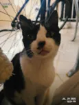 Bolinha