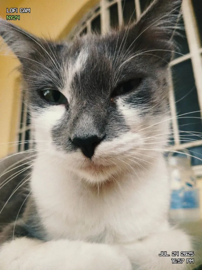 Gato ra a SRD-ViraLata idade 1 ano nome Baleinha