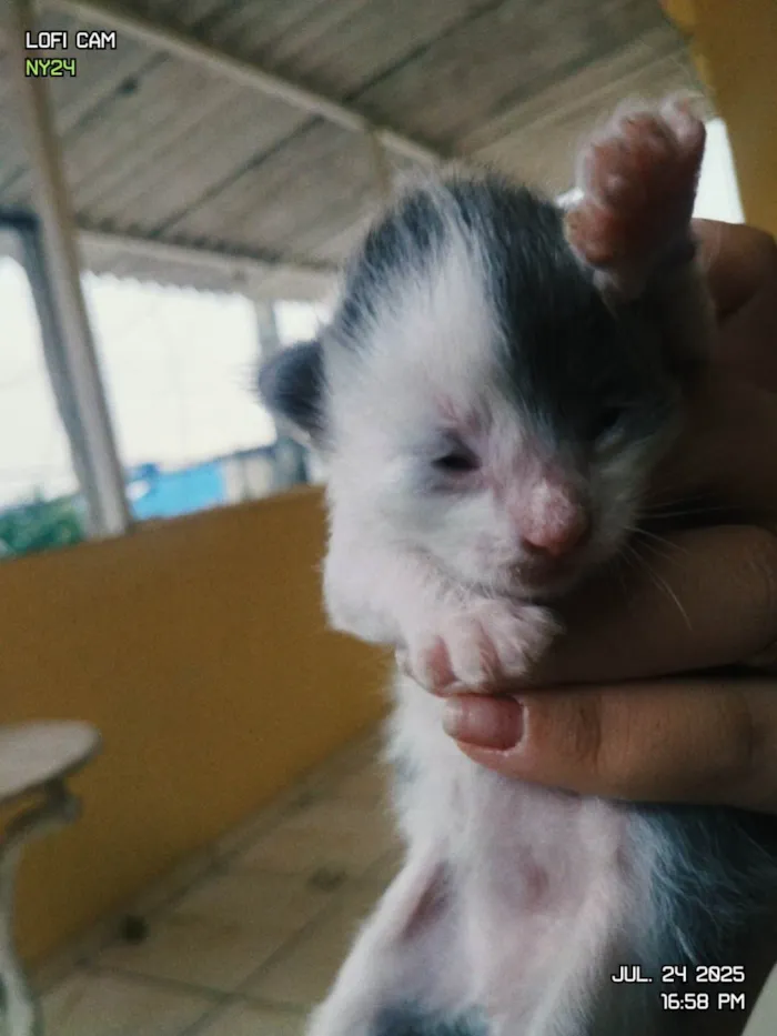 Cachorro ra a SRD-ViraLata idade Abaixo de 2 meses nome Algodão, Dengoso, Soneca e Bimbo