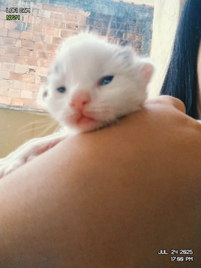 Cachorro ra a SRD-ViraLata idade Abaixo de 2 meses nome Algodão, Dengoso, Soneca e Bimbo