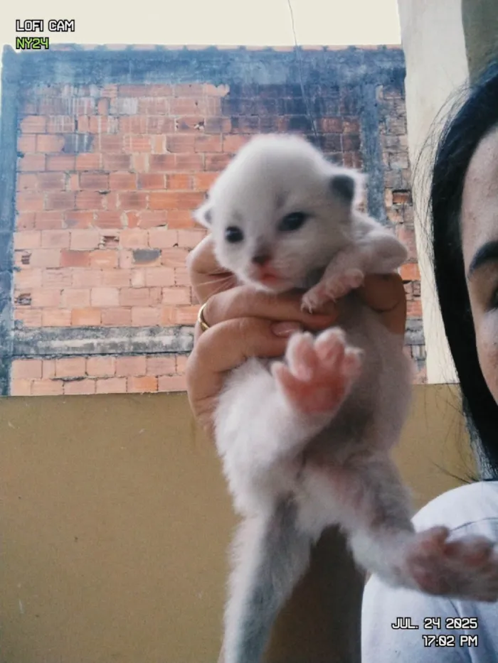 Cachorro ra a SRD-ViraLata idade Abaixo de 2 meses nome Algodão, Dengoso, Soneca e Bimbo