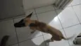 Loki