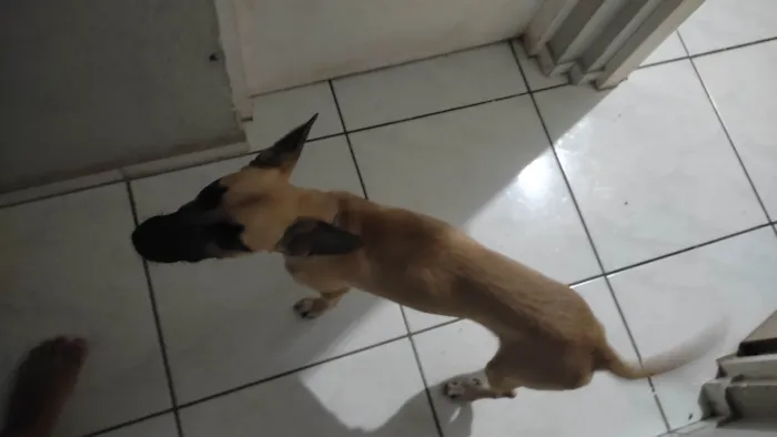 Cachorro ra a SRD-ViraLata idade 7 a 11 meses nome Loki