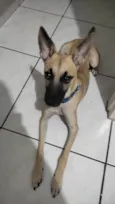 Loki