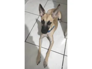 Cachorro raça SRD-ViraLata idade 7 a 11 meses nome Loki