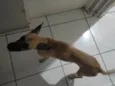 Loki