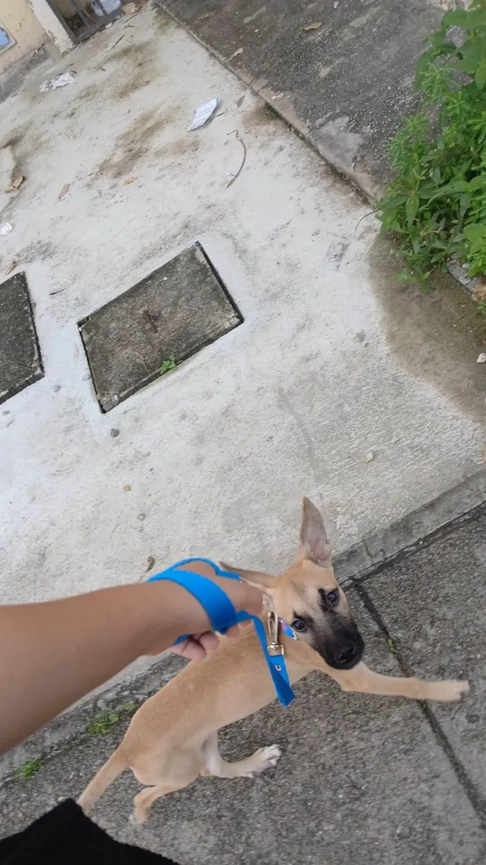 Cachorro ra a SRD-ViraLata idade 7 a 11 meses nome Loki