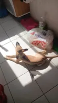 Loki