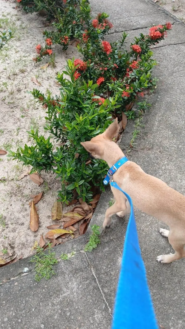 Cachorro ra a SRD-ViraLata idade 7 a 11 meses nome Loki