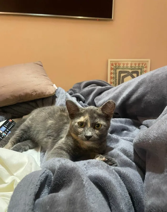 Gato ra a SRD-ViraLata idade 2 a 6 meses nome JUJU
