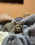 JUJU