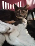JUJU