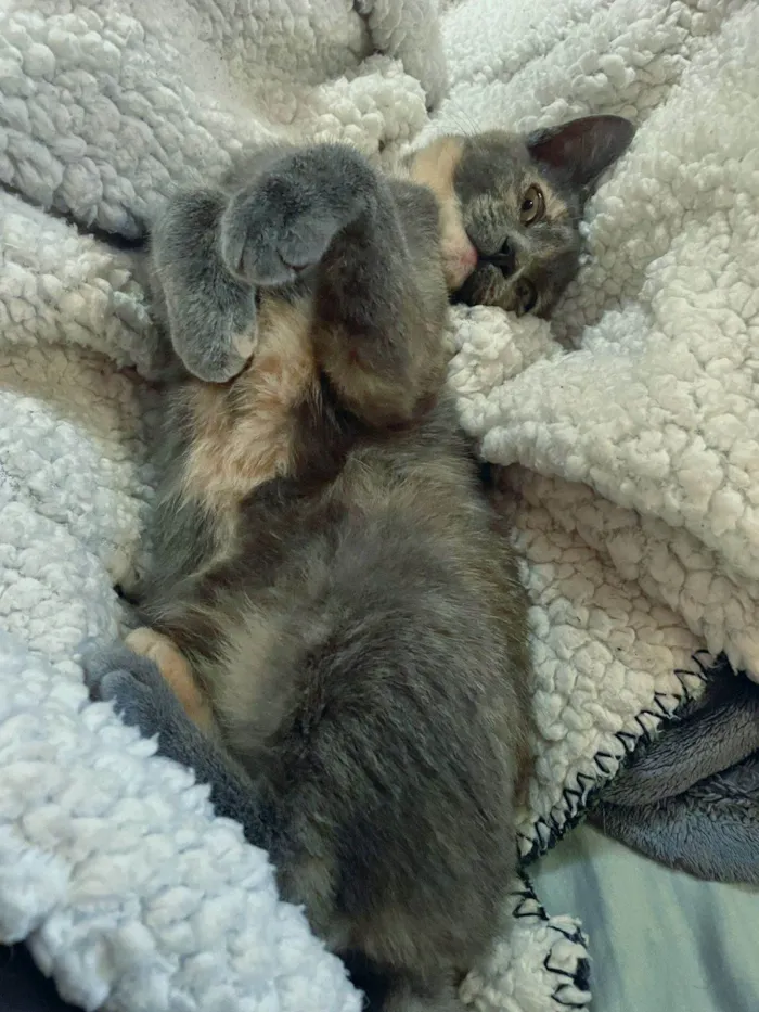 Gato ra a SRD-ViraLata idade 2 a 6 meses nome JUJU