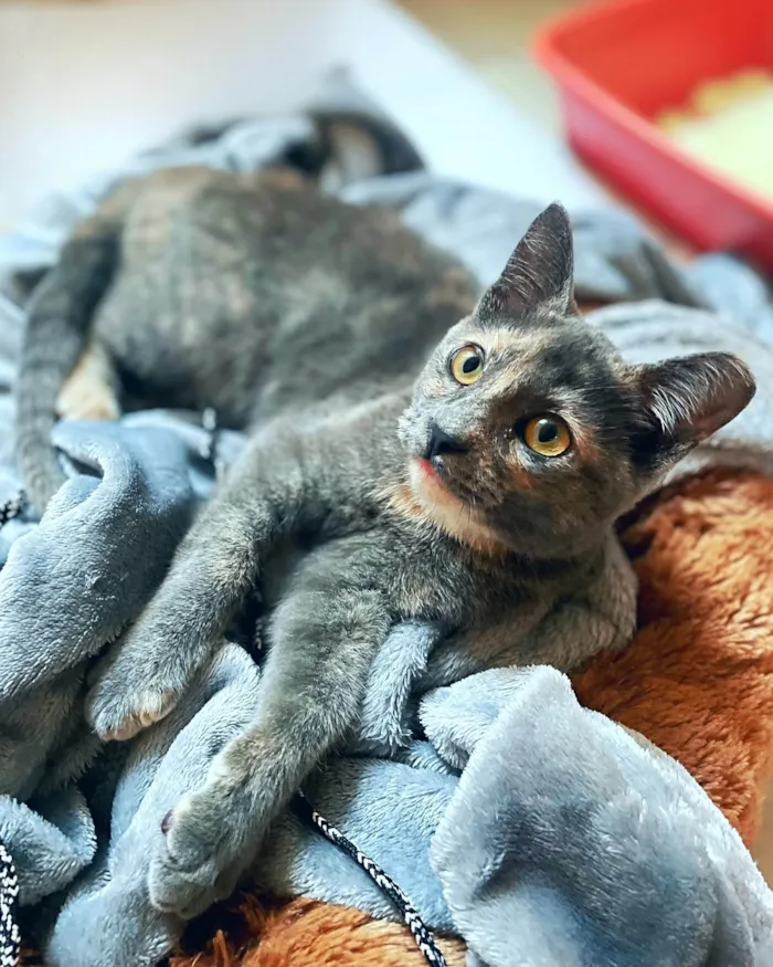 Gato ra a SRD-ViraLata idade 2 a 6 meses nome JUJU