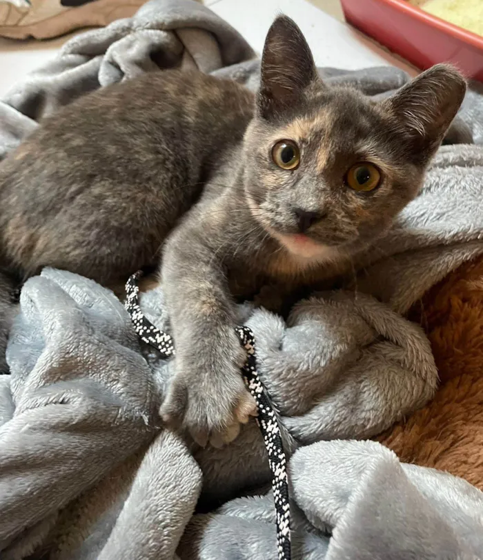 Gato ra a SRD-ViraLata idade 2 a 6 meses nome JUJU