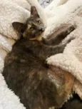 JUJU