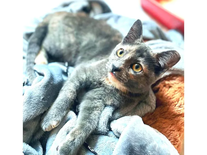 Gato ra a SRD-ViraLata idade 2 a 6 meses nome JUJU