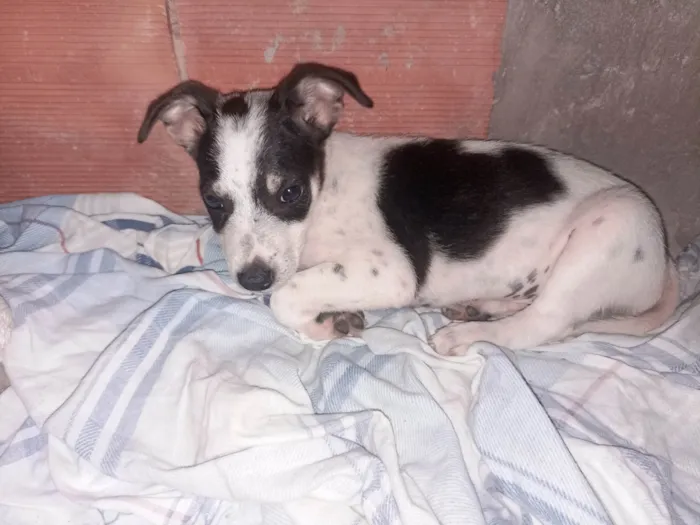 Cachorro ra a SRD-ViraLata idade Abaixo de 2 meses nome Thomas