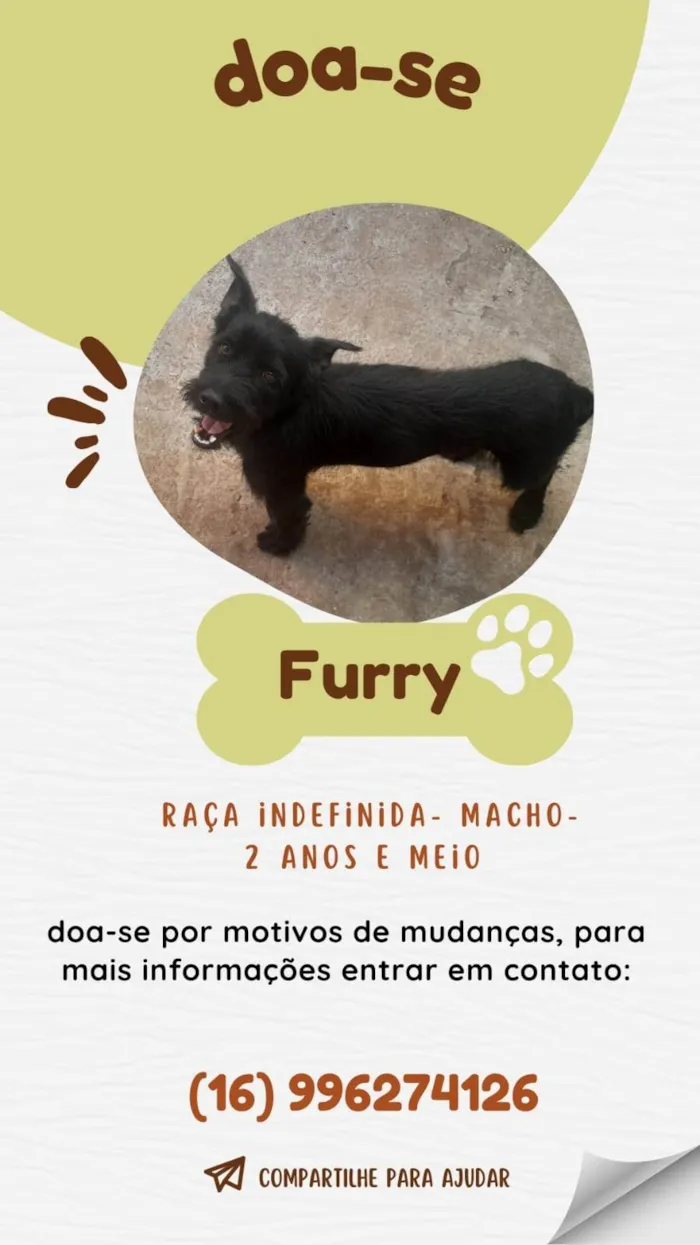 Cachorro ra a SRD-ViraLata idade 1 ano nome Furry