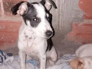 Cachorro raça SRD-ViraLata idade Abaixo de 2 meses nome Thomas