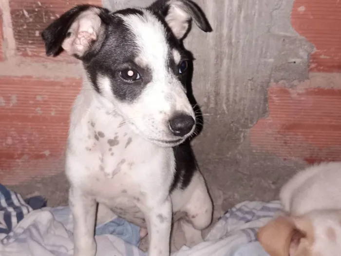 Cachorro ra a SRD-ViraLata idade Abaixo de 2 meses nome Thomas