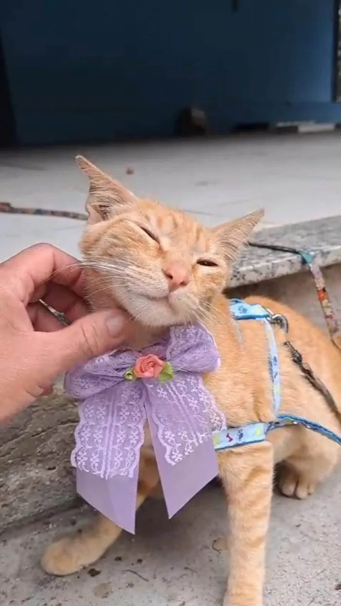 Gato ra a SRD-ViraLata idade 1 ano nome ELIS