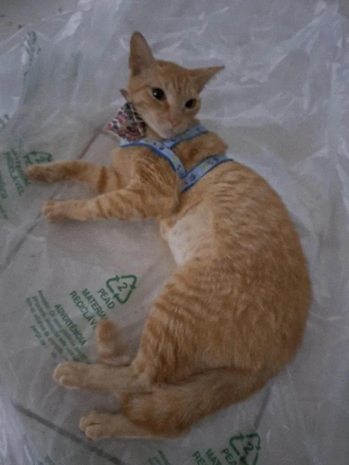 Gato ra a SRD-ViraLata idade 1 ano nome ELIS