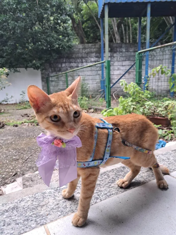 Gato ra a SRD-ViraLata idade 1 ano nome ELIS