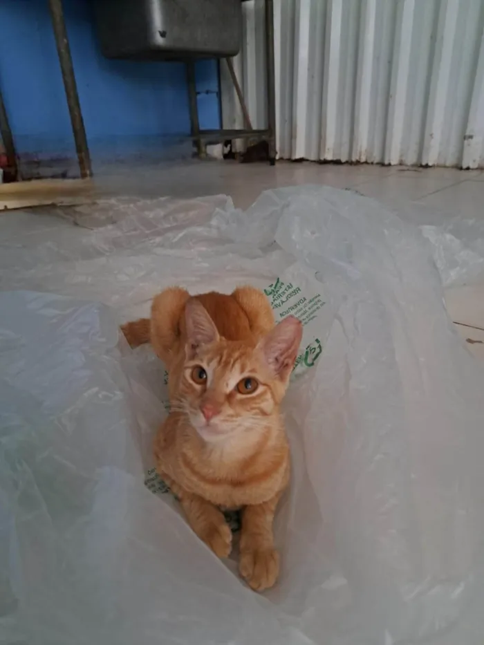 Gato ra a SRD-ViraLata idade 1 ano nome ELIS