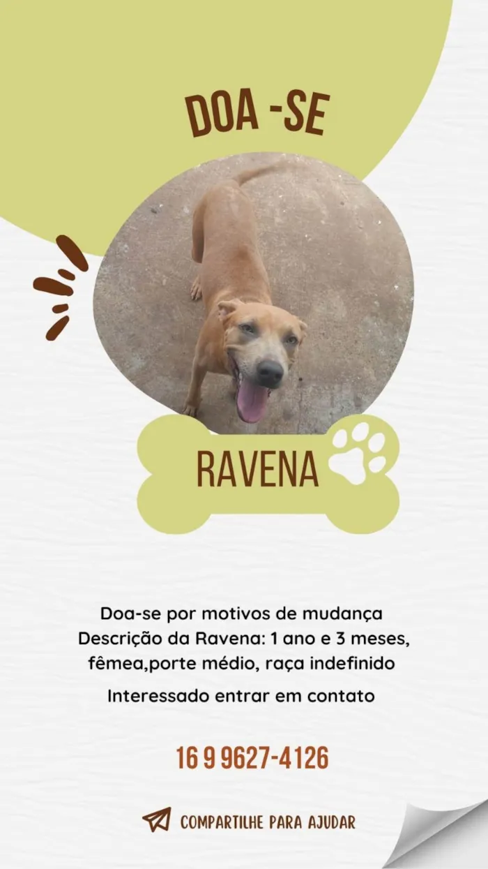 Cachorro ra a Pit-Bull idade 1 ano nome Ravena 