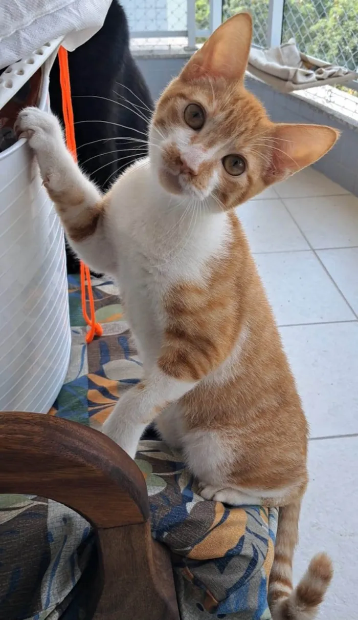 Gato ra a SRD-ViraLata idade 1 ano nome HUGO