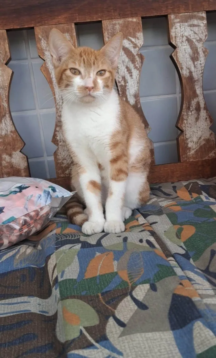 Gato ra a SRD-ViraLata idade 1 ano nome HUGO