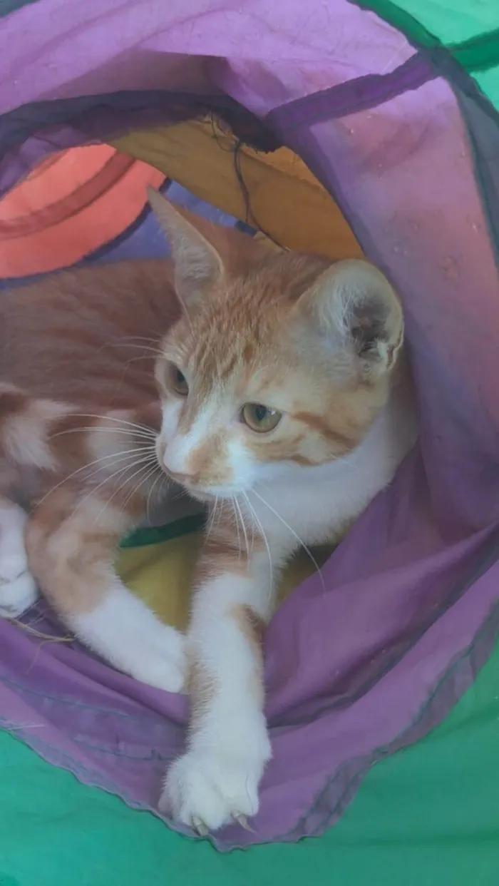 Gato ra a SRD-ViraLata idade 1 ano nome HUGO