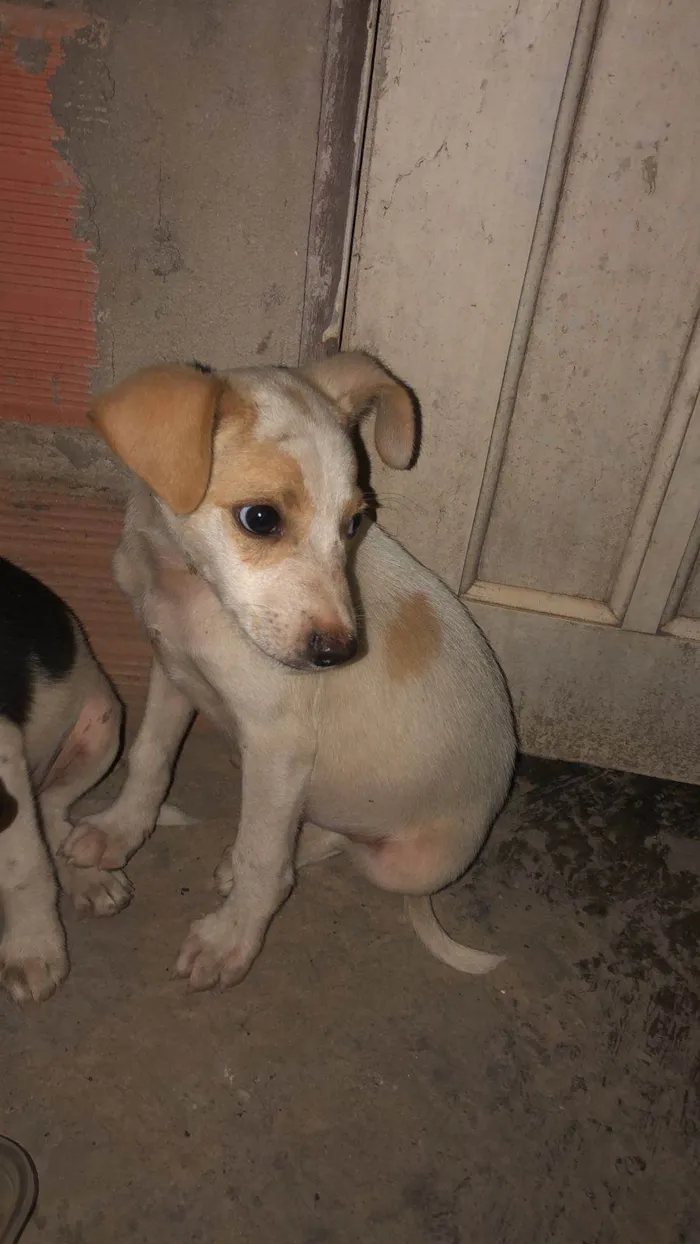 Cachorro ra a SRD-ViraLata idade Abaixo de 2 meses nome Tobias 