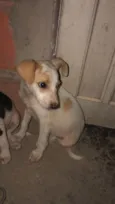 Tobias
