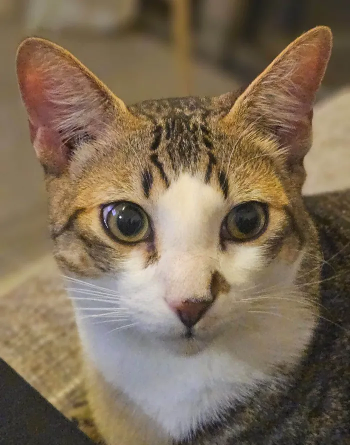 Gato ra a SRD-ViraLata idade 2 a 6 meses nome THEO