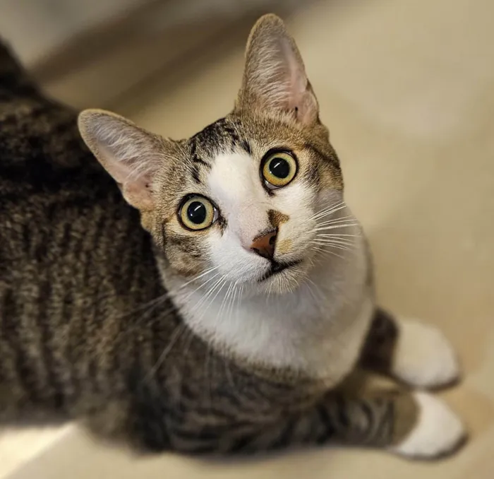 Gato ra a SRD-ViraLata idade 2 a 6 meses nome THEO