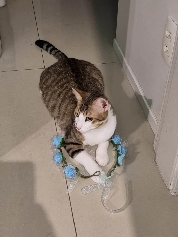 Gato ra a SRD-ViraLata idade 2 a 6 meses nome THEO