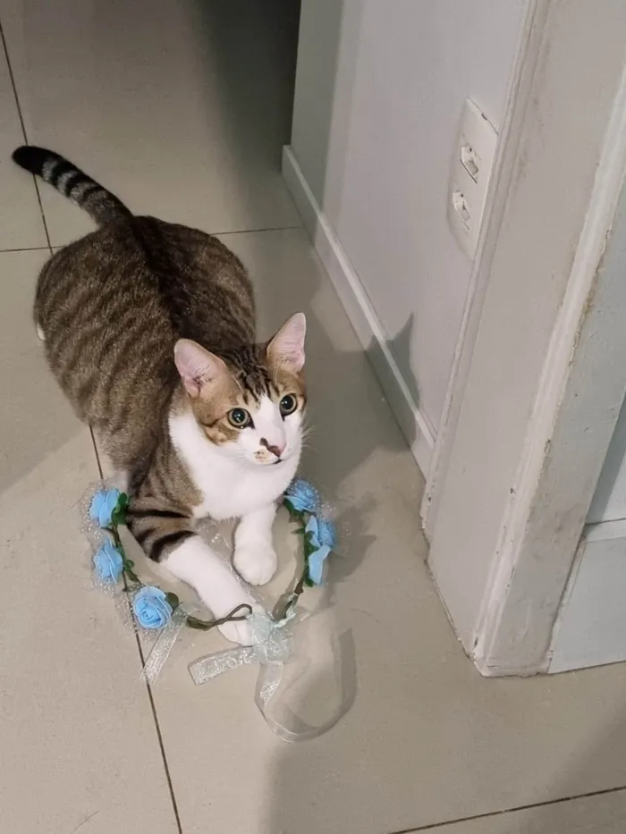 Gato ra a SRD-ViraLata idade 2 a 6 meses nome THEO