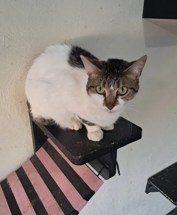 Gato ra a SRD-ViraLata idade 2 anos nome Sara