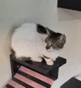 Sara