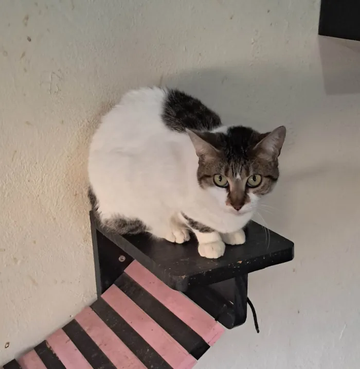 Gato ra a SRD-ViraLata idade 2 anos nome Sara