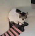 Sara