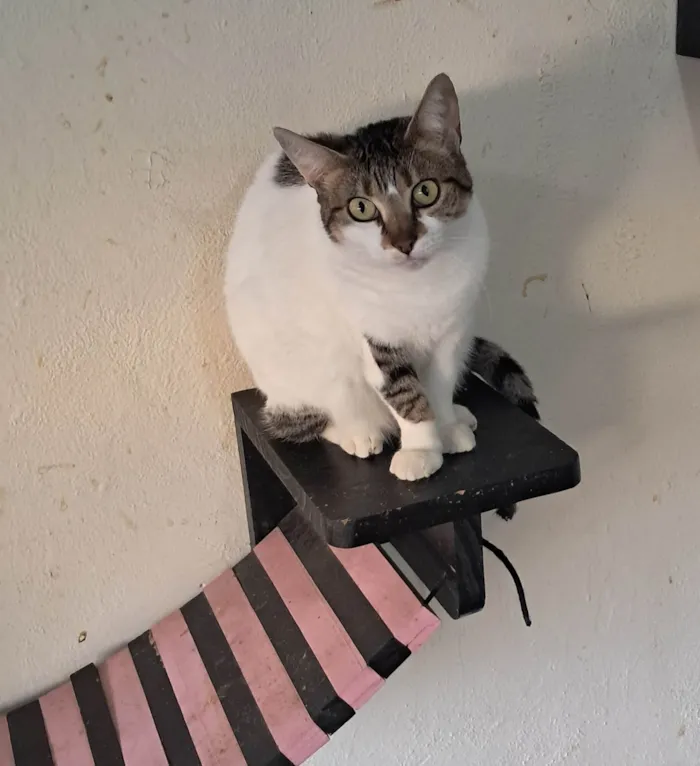 Gato ra a SRD-ViraLata idade 2 anos nome Sara