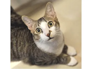 Gato raça SRD-ViraLata idade 2 a 6 meses nome THEO
