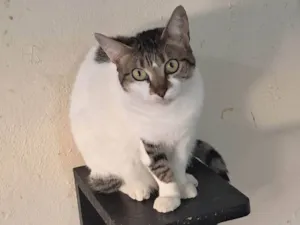 Gato raça SRD-ViraLata idade 2 anos nome Sara