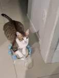 AKILES