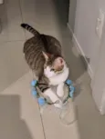 AKILES