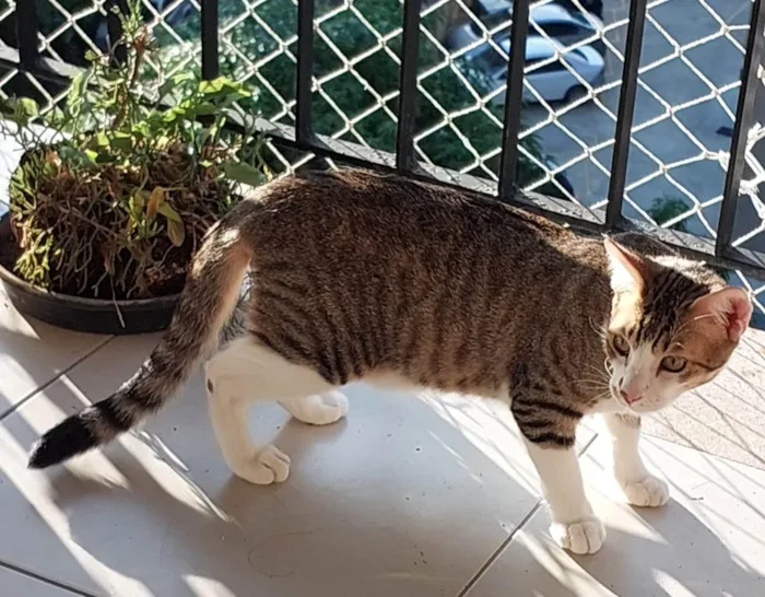 Gato ra a SRD-ViraLata idade 1 ano nome AKILES